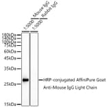 Western Blot - Goat Anti-Mouse IgG Light Chain Antibody (HRP) (A93371) - Antibodies.com