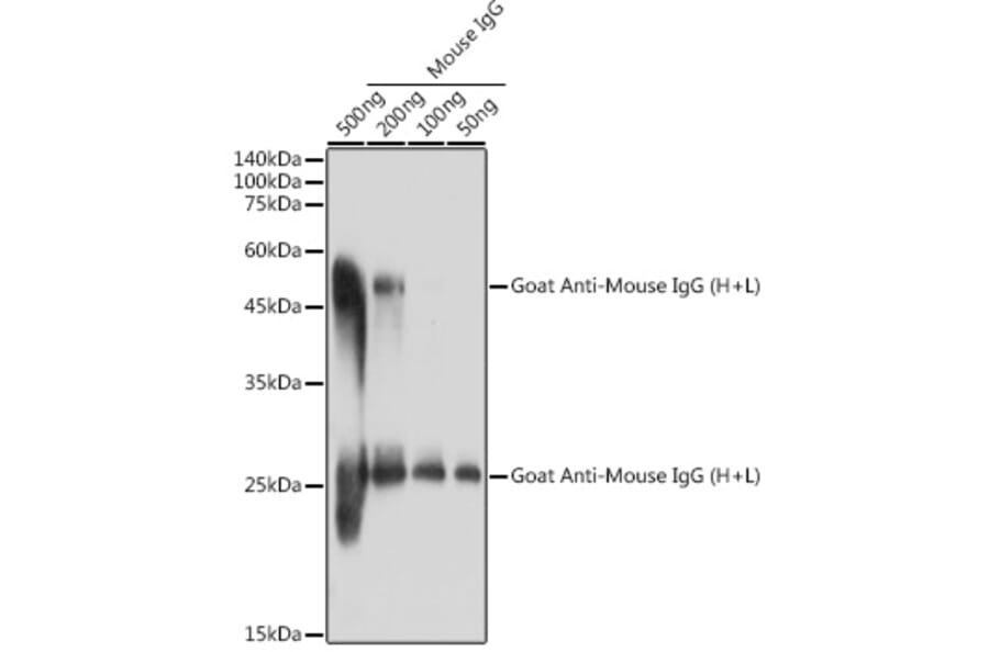 Western Blot - Goat Anti-Mouse IgG H&L Antibody (A93380) - Antibodies.com