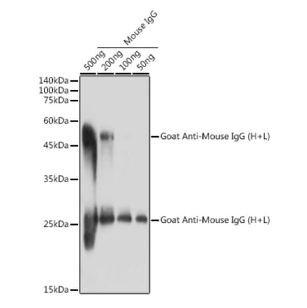 Western Blot - Goat Anti-Mouse IgG H&L Antibody (A93380) - Antibodies.com
