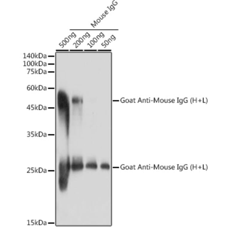 Western Blot - Goat Anti-Mouse IgG H&L Antibody (A93380) - Antibodies.com