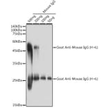 Western Blot - Goat Anti-Mouse IgG H&L Antibody (A93380) - Antibodies.com