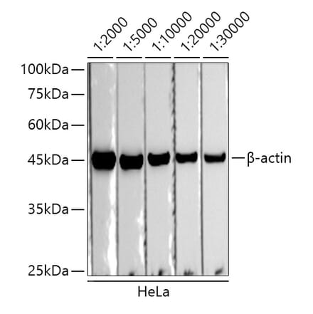 Western Blot - Goat Anti-Mouse IgG1 Antibody (HRP) (A93381) - Antibodies.com