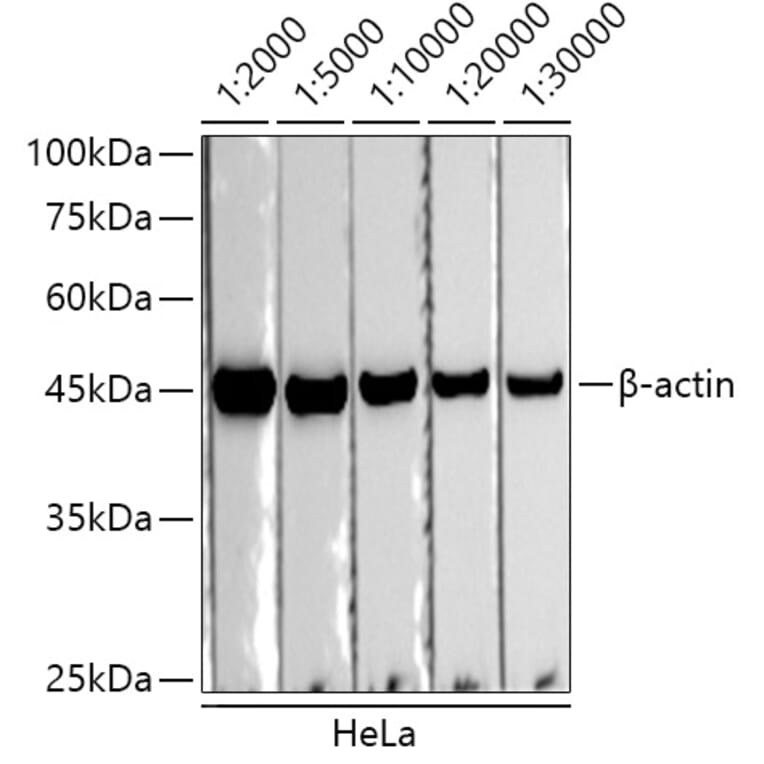 Western Blot - Goat Anti-Mouse IgG1 Antibody (HRP) (A93381) - Antibodies.com