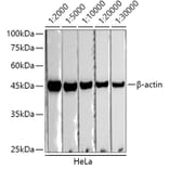 Western Blot - Goat Anti-Mouse IgG1 Antibody (HRP) (A93381) - Antibodies.com