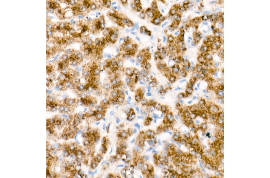 Immunohistochemistry - Goat Anti-Mouse IgG2a Antibody (HRP) (A93382) - Antibodies.com