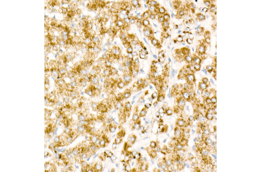 Immunohistochemistry - Goat Anti-Mouse IgG2a Antibody (HRP) (A93382) - Antibodies.com