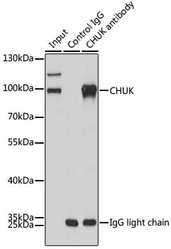 Mouse Rabbit IgG Light Chain Antibody [AMC0531] (HRP) (A93383)