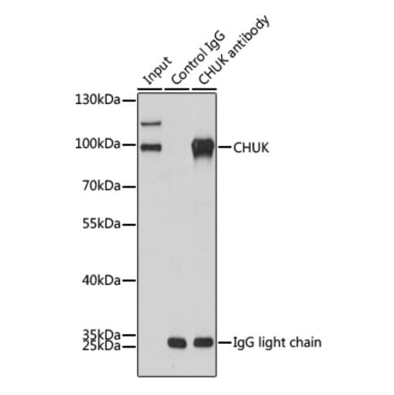 Western Blot - Mouse Anti-Rabbit IgG Light Chain Antibody [AMC0531] (HRP) (A93383) - Antibodies.com