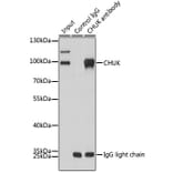 Western Blot - Mouse Anti-Rabbit IgG Light Chain Antibody [AMC0531] (HRP) (A93383) - Antibodies.com