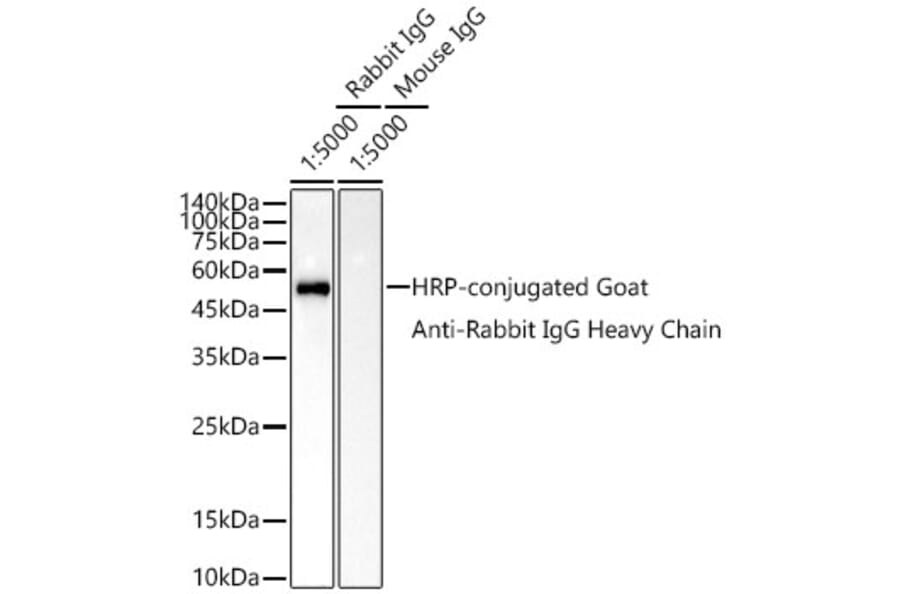Western Blot - Goat Anti-Rabbit IgG Heavy Chain Antibody (HRP) (A93384) - Antibodies.com