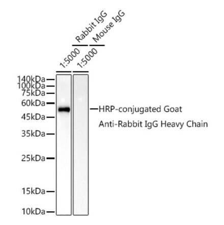 Western Blot - Goat Anti-Rabbit IgG Heavy Chain Antibody (HRP) (A93384) - Antibodies.com