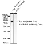 Western Blot - Goat Anti-Rabbit IgG Heavy Chain Antibody (HRP) (A93384) - Antibodies.com