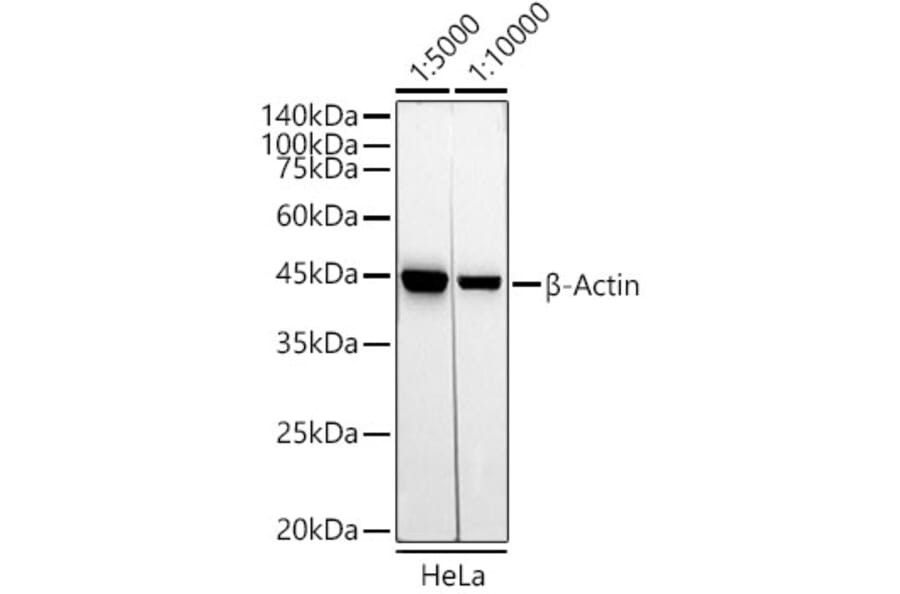 Western Blot - Mouse Anti-Rabbit IgG H&L Antibody (HRP) (A93394) - Antibodies.com