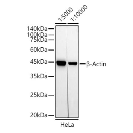 Western Blot - Mouse Anti-Rabbit IgG H&L Antibody (HRP) (A93394) - Antibodies.com