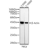 Western Blot - Mouse Anti-Rabbit IgG H&L Antibody (HRP) (A93394) - Antibodies.com