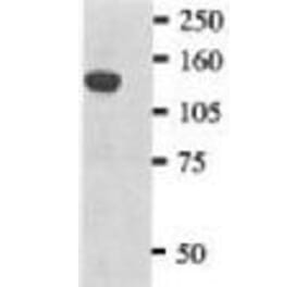 Western Blot - Anti-Myc Tag Antibody (CG055) - Antibodies.com