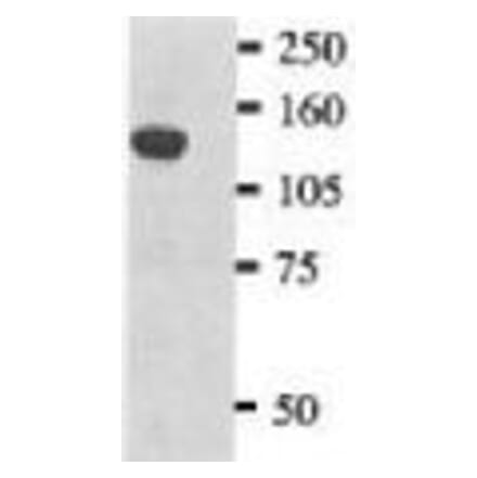 Western Blot - Anti-Myc Tag Antibody (CG055) - Antibodies.com