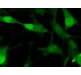 Immunofluorescence - Anti-GFP Antibody (F56-6A1.2.3) - Antibodies.com