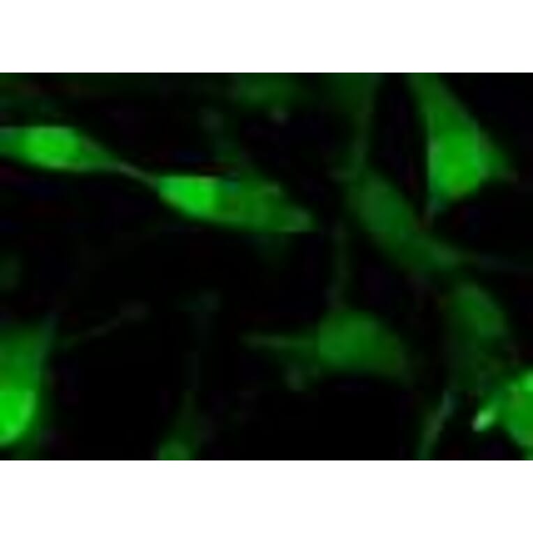 Immunofluorescence - Anti-GFP Antibody (F56-6A1.2.3) - Antibodies.com