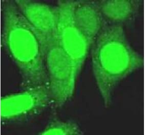 Immunofluorescence - Anti-GFP Antibody (7A1) - Antibodies.com