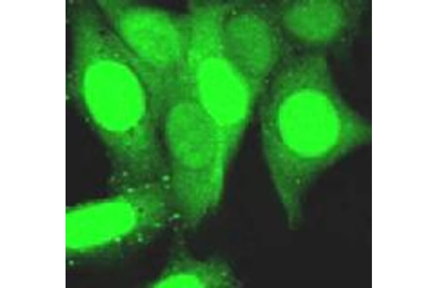 Immunofluorescence - Anti-GFP Antibody (7A1) - Antibodies.com