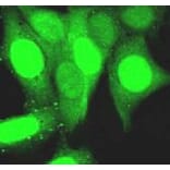 Immunofluorescence - Anti-GFP Antibody (7A1) - Antibodies.com