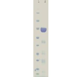 SDS gel - HuD protein - Antibodies.com