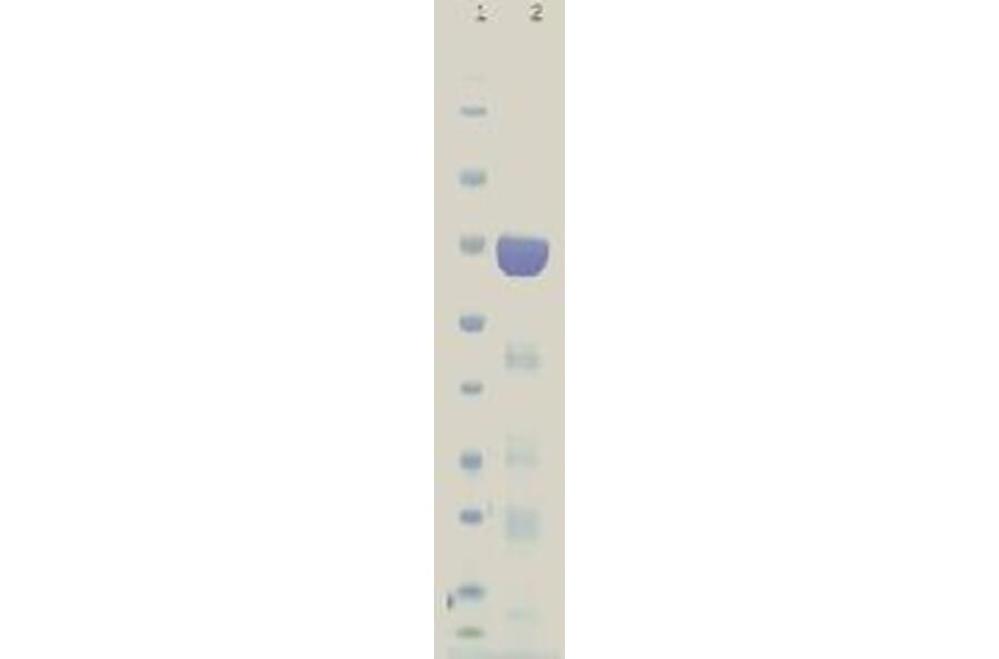 SDS gel - HuD protein - Antibodies.com