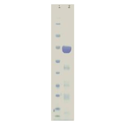 SDS gel - HuD protein - Antibodies.com