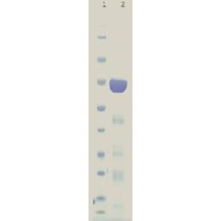SDS gel - HuD protein - Antibodies.com