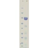 SDS gel - HuD protein - Antibodies.com