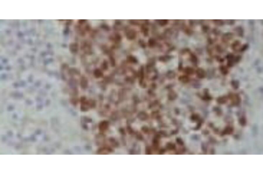 Immunohistochemical analysis - Anti-HuDE Antibody - Antibodies.com