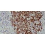 Immunohistochemical analysis - Anti-HuDE Antibody - Antibodies.com