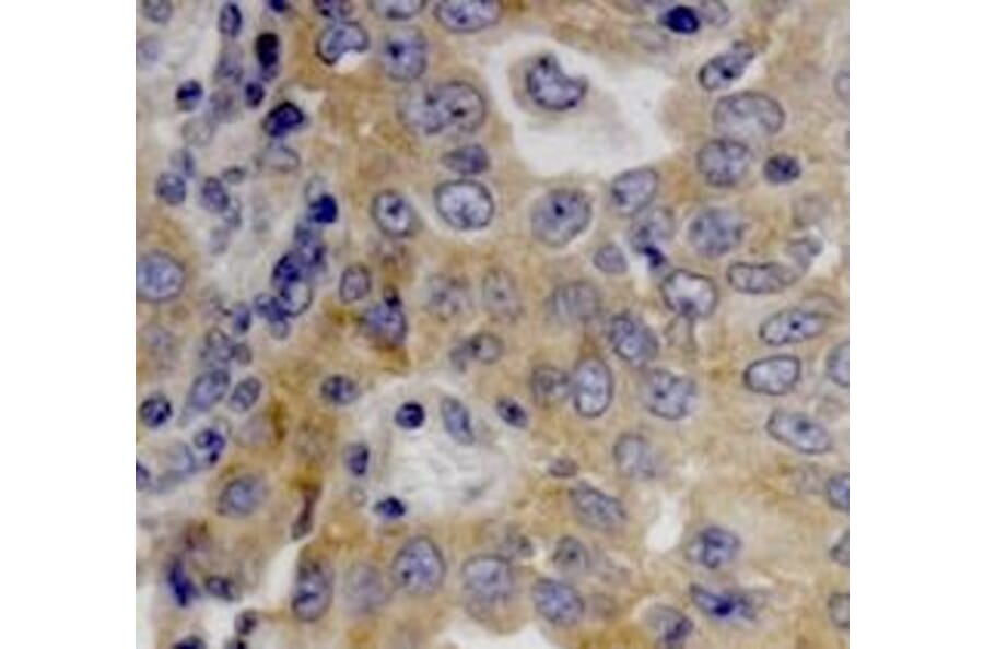 Immunohistochemical analysis - Anti-Dicer Antibody (4A6) - Antibodies.com