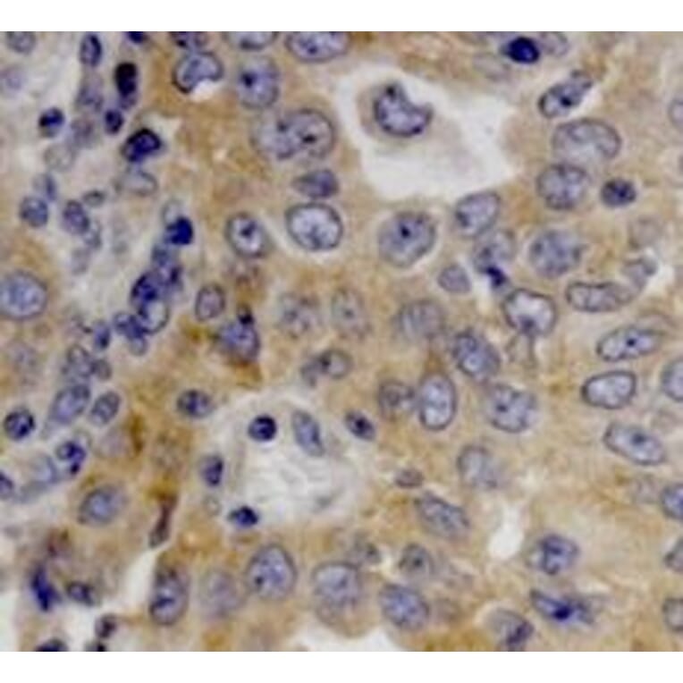 Immunohistochemical analysis - Anti-Dicer Antibody (4A6) - Antibodies.com