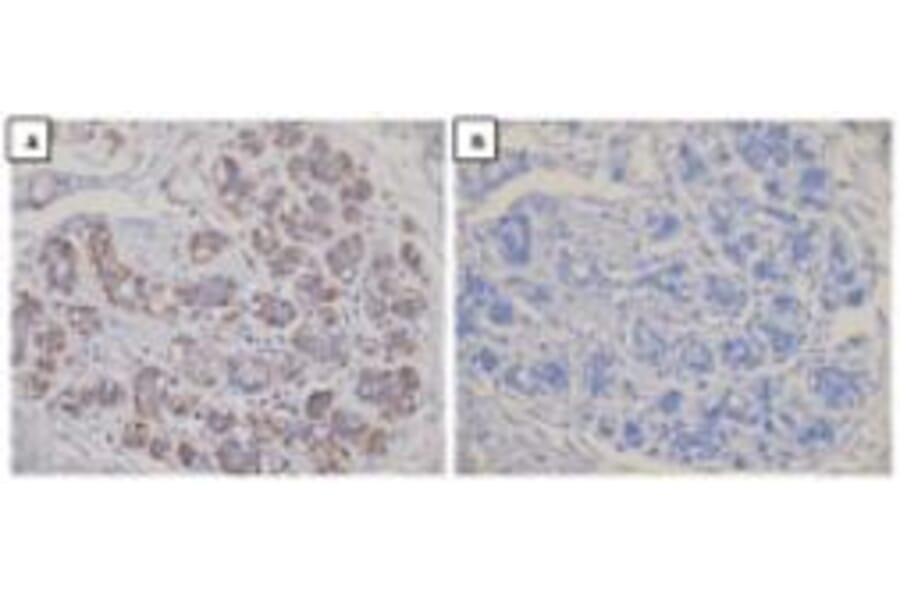 Immunohistochemical analysis - Anti-Dicer Antibody (13D6R) - Antibodies.com