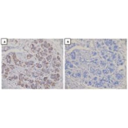 Immunohistochemical analysis - Anti-Dicer Antibody (13D6R) - Antibodies.com