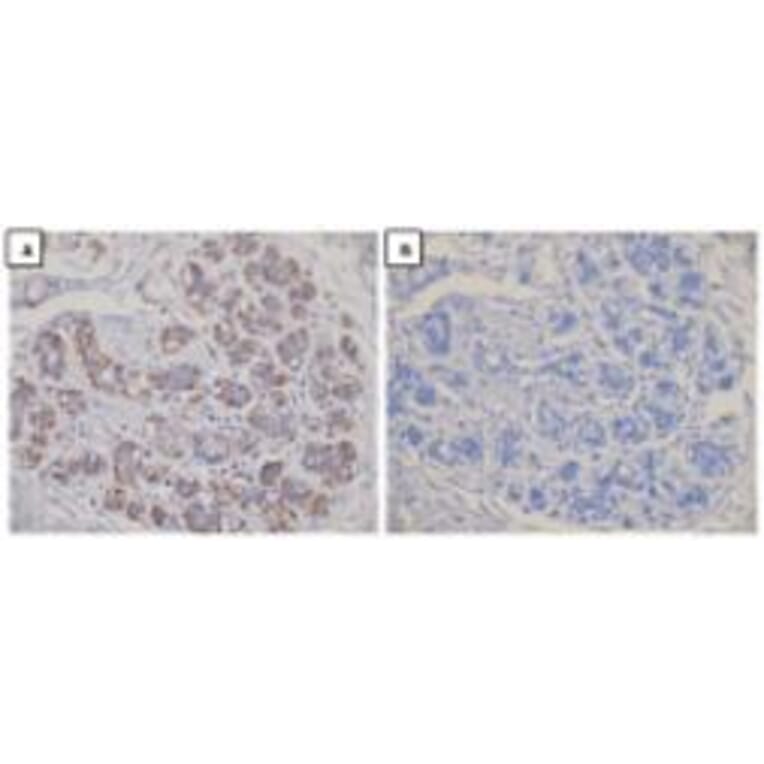 Immunohistochemical analysis - Anti-Dicer Antibody (13D6R) - Antibodies.com