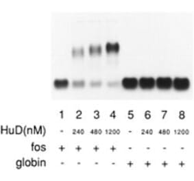 Western Blot - HuD protein - Antibodies.com