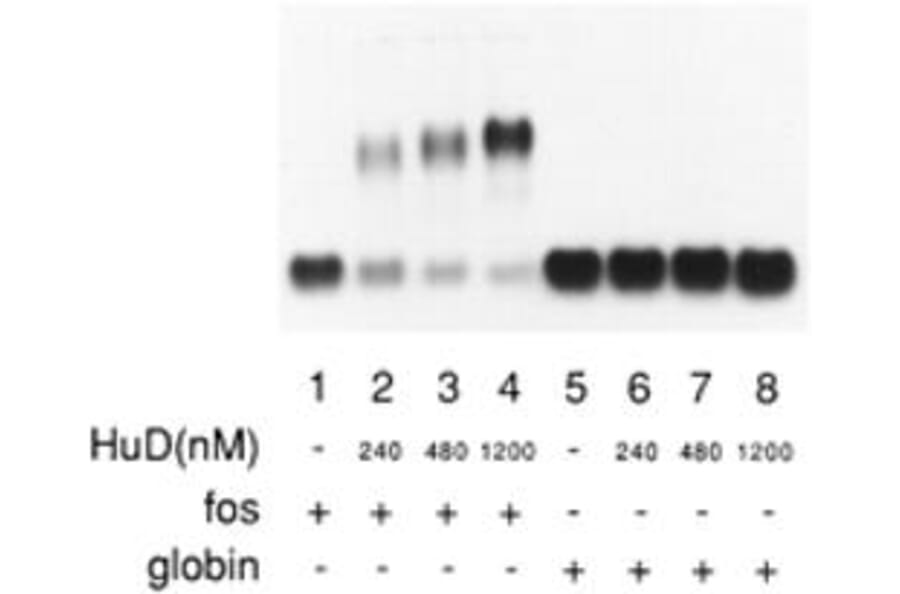 Western Blot - HuD protein - Antibodies.com