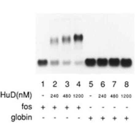 Western Blot - HuD protein - Antibodies.com