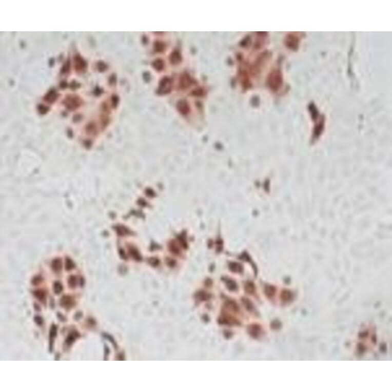 Immunohistochemical analysis - Anti-Influenze A IP Antibody (HB65) - Antibodies.com