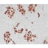 Immunohistochemical analysis - Anti-Influenze A IP Antibody (HB65) - Antibodies.com