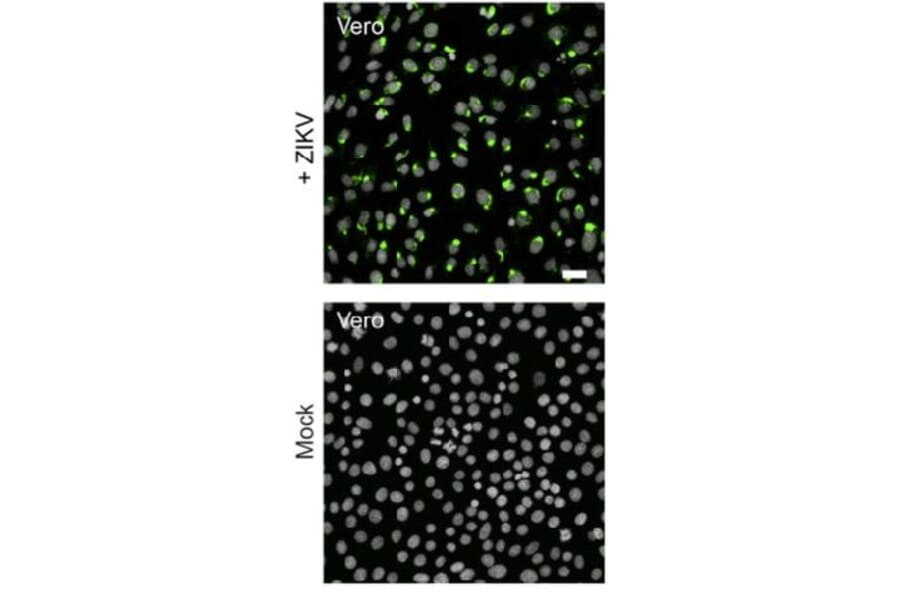 Immunofluorescence - Anti-Flavi Virus (D1-4G2-4-15) - Antibodies.com