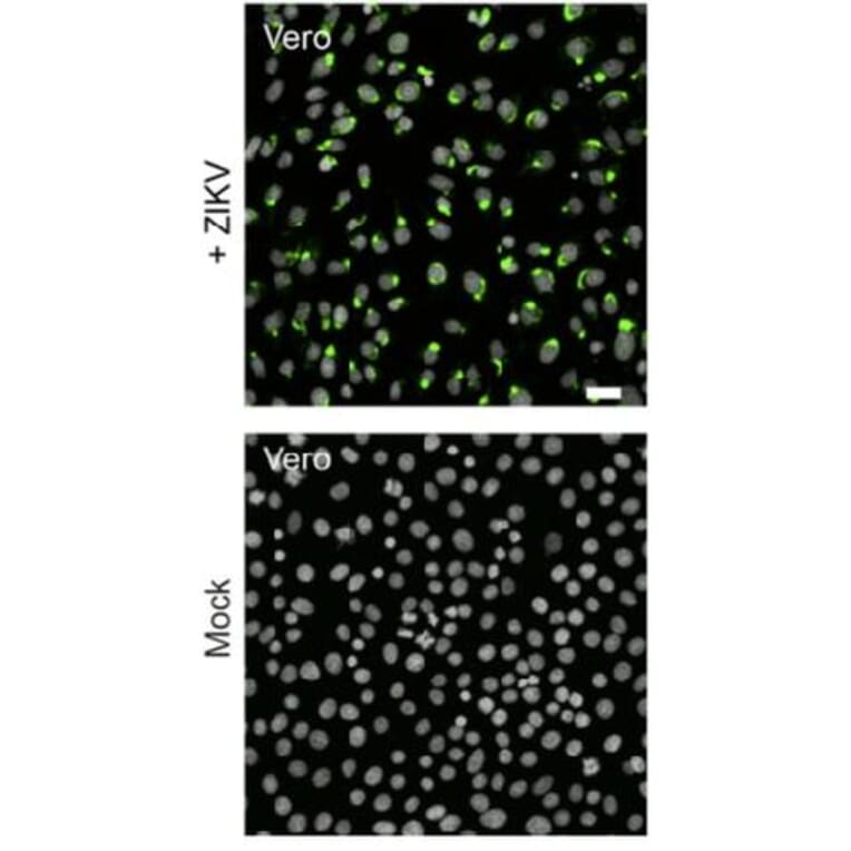 Immunofluorescence - Anti-Flavi Virus (D1-4G2-4-15) - Antibodies.com