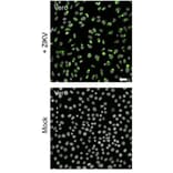 Immunofluorescence - Anti-Flavi Virus (D1-4G2-4-15) - Antibodies.com