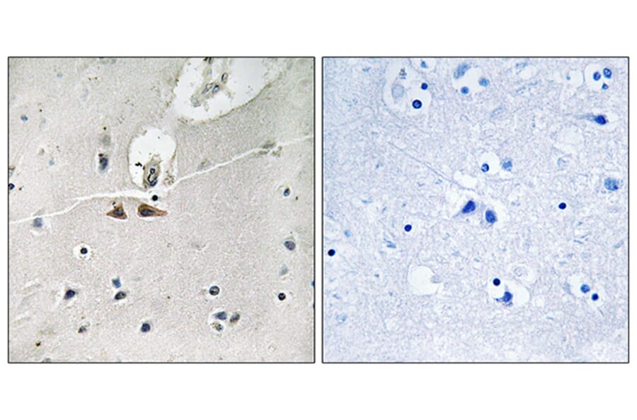 Immunohistochemistry - Anti-Ephrin B1 + B2 + B3 (phospho Tyr324) Antibody (A8281) - Antibodies.com