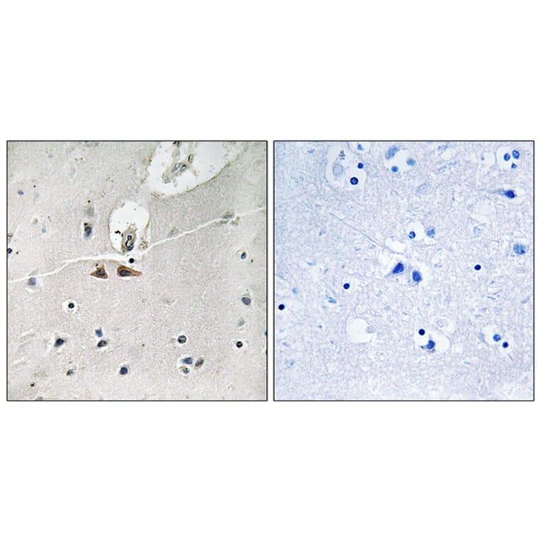 Immunohistochemistry - Anti-Ephrin B1 + B2 + B3 (phospho Tyr324) Antibody (A8281) - Antibodies.com