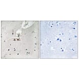 Immunohistochemistry - Anti-Ephrin B1 + B2 + B3 (phospho Tyr324) Antibody (A8281) - Antibodies.com
