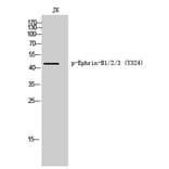 Western Blot - Anti-Ephrin B1 + B2 + B3 (phospho Tyr324) Antibody (A8281) - Antibodies.com